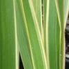Phormium Cookianum Tricolor - Lin Des Montagnes -MAO PLANTES Magasin Phormium Tricolor 83432 1
