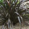 Phormium Cookianum Black Adder - Lin Des Montagnes. 2 Phormium Cookianum Black Adder - Lin Des Montagnes. -MAO PLANTES Magasin Phormium cookianum Black adder 83417 1