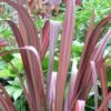 Phormium Tenax Evening Glow - Lin De Nouvelle-Zélande -MAO PLANTES Magasin Phormium tenax Evening Glow 83430 1