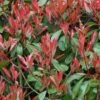 Photinia Little Red Robin 2 Photinia Little Red Robin -MAO PLANTES Magasin Photinia Fraseri Little Red Robin 781765 1