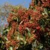 Photinia Beauverdiana Var. Notabilis -MAO PLANTES Magasin Photinia beauverdiana var notabilis 87148 1
