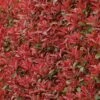 Photinia Fraseri Carré Rouge -MAO PLANTES Magasin Photinia fraseri Carre Rouge 85708 1