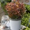 Photinia Fraseri Chico 1 Photinia Fraseri Chico -MAO PLANTES Magasin Photinia fraseri Chico 85646 1