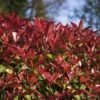Photinia Fraseri Devil's Dream -MAO PLANTES Magasin Photinia fraseri Devil s Dream IF 17927 1