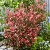 Photinia Fraseri Little Fenna -MAO PLANTES Magasin Photinia fraseri Little Fenna copyright 17928 1