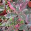 Photinia Fraseri Louise -MAO PLANTES Magasin Photinia fraseri Louise 85797 1