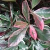 Photinia Fraseri Pink Marble -MAO PLANTES Magasin Photinia fraseri Pink Marble 7589 1