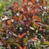 Photinia Fraseri Red Ballcoon 1 Photinia Fraseri Red Ballcoon -MAO PLANTES Magasin Photinia fraseri Red Ballcoon V 19040 1