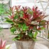 Photinia Fraseri Red Light -MAO PLANTES Magasin Photinia fraseri Red Light copyright 17929 1