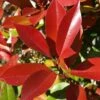 Photinia Fraseri Dynamo Red -MAO PLANTES Magasin Photinia x fraseri Dynamo Red copyright 1007591 1
