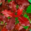 Photinia X Fraseri Magical Volcano -MAO PLANTES Magasin Photinia x fraseri Magical Volcano 100158 1