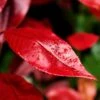 Photinia X Fraseri Nana -MAO PLANTES Magasin Photinia x fraseri Nana Photinia nain copyright 8893811 1