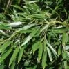 Phyllostachys Aureosulcata Alata - Bambou Moyen -MAO PLANTES Magasin Phyllostachys aureosulcata Alata 0583002 1