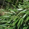 Phyllostachys Aureosulcata - Bambou Moyen 1 Phyllostachys Aureosulcata - Bambou Moyen -MAO PLANTES Magasin Phyllostachys aureosulcata Bambou moyen 84907 1