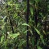 Bambou Noir - Phyllostachys Nigra 1 Bambou Noir - Phyllostachys Nigra -MAO PLANTES Magasin Phyllostachys nigra ld Howard Dickins 9575 1