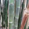 Phyllostachys Parvifolia - Bambou Géant -MAO PLANTES Magasin Phyllostachys parvifolia 85246 3