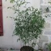 Phyllostachys Rubromarginata - Bambou Moyen -MAO PLANTES Magasin Phyllostachys rubromarginata 84914 1