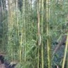Phyllostachys Viridiglaucescens - Bambou Géant -MAO PLANTES Magasin Phyllostachys viridiglaucescens 84915 1