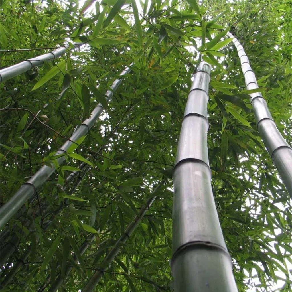 Phyllostachys Vivax Huangwenzhu - Bambou Géant 3 Phyllostachys Vivax Huangwenzhu - Bambou Géant