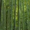 Phyllostachys Vivax MacClure (type) - Bambou Géant -MAO PLANTES Magasin Phyllostachys vivax MacClure 85247 1
