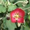 Phymosia Umbellata -MAO PLANTES Magasin Phymosia umbellata 85303 1