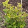 Physocarpus Opulifolius Amber Jubilee -MAO PLANTES Magasin Physocarpus opulifolius Amber Jubilee 781766 1