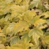 Physocarpus Opulifolius Anny's Gold - Physocarpe -MAO PLANTES Magasin Physocarpus opulifolius Anny s Gold 84199 1
