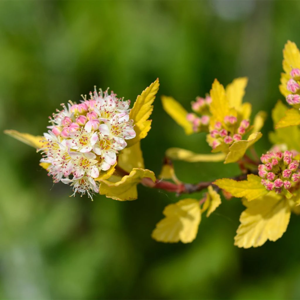 Physocarpus Opulifolius Tiny Wine Gold 3 Physocarpus Opulifolius Tiny Wine Gold