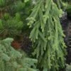 Picea Abies Frohburg - Epicea Pleureur -MAO PLANTES Magasin Picea abies Frohburg 0675002 1