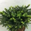 Epicea Commun - Picea Abies Hana Subutus 2 Epicea Commun - Picea Abies Hana Subutus -MAO PLANTES Magasin Picea abies Hana Subutus 676002 1