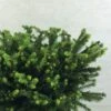 Epicea Commun - Picea Abies Maxwellii -MAO PLANTES Magasin Picea abies Maxwellii 679002 1