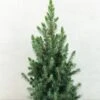 Epinette Blanche - Picea Glauca Conica Blue 2 Epinette Blanche - Picea Glauca Conica Blue -MAO PLANTES Magasin Picea glauca Conica Blue 0684002 1