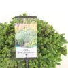 Epinette Blanche - Picea Glauca Echiniformis -MAO PLANTES Magasin Picea glauca Echiniformis 0688002 1