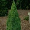 Picea Glauca Laurin - Epinette Blanche 2 Picea Glauca Laurin - Epinette Blanche -MAO PLANTES Magasin Picea glauca Laurin 0690002 1