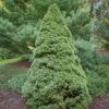 Epinette Blanche - Picea Glauca Rainbow's End -MAO PLANTES Magasin Picea glauca Rainbow s End 0691002 1