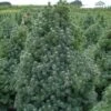 Epinette Blanche - Picea Glauca Sander's Blue -MAO PLANTES Magasin Picea glauca Sander s Blue 0692002 1