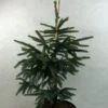 Epinette Noire - Picea Mariana Aurea -MAO PLANTES Magasin Picea mariana Aurea 695002 1