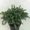 Epicéa Nain - Picea Mariorika Machala -MAO PLANTES Magasin Picea mariorika x Machala 697002 1