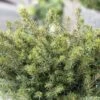 Epicea De Serbie - Picea Omorika Karel -MAO PLANTES Magasin Picea omorika Karel 0699002 1