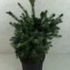 Epicea De Serbie - Picea Omorika Wodan 1 Epicea De Serbie - Picea Omorika Wodan -MAO PLANTES Magasin Picea omorika Wodan 703002 1