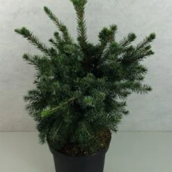 Epicea De Serbie - Picea Omorika Wodan