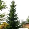 Épicéa De Serbie Nana - Picea Omorika 2 Épicéa De Serbie Nana - Picea Omorika -MAO PLANTES Magasin Picea omorika epicea de Serbie Nana 87086 1 87086 1