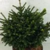 Picea Orientalis Barnes - Sapinette D'Orient -MAO PLANTES Magasin Picea orientalis Barnes 704002 1