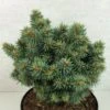 Picea Pungens Brynek - Epicea Bleu -MAO PLANTES Magasin Picea pungens Brynek 709002 1