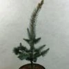 Picea Pungens Iseli Foxtail - Epicea Bleu -MAO PLANTES Magasin Picea pungens Iseli Foxtail 712002 1
