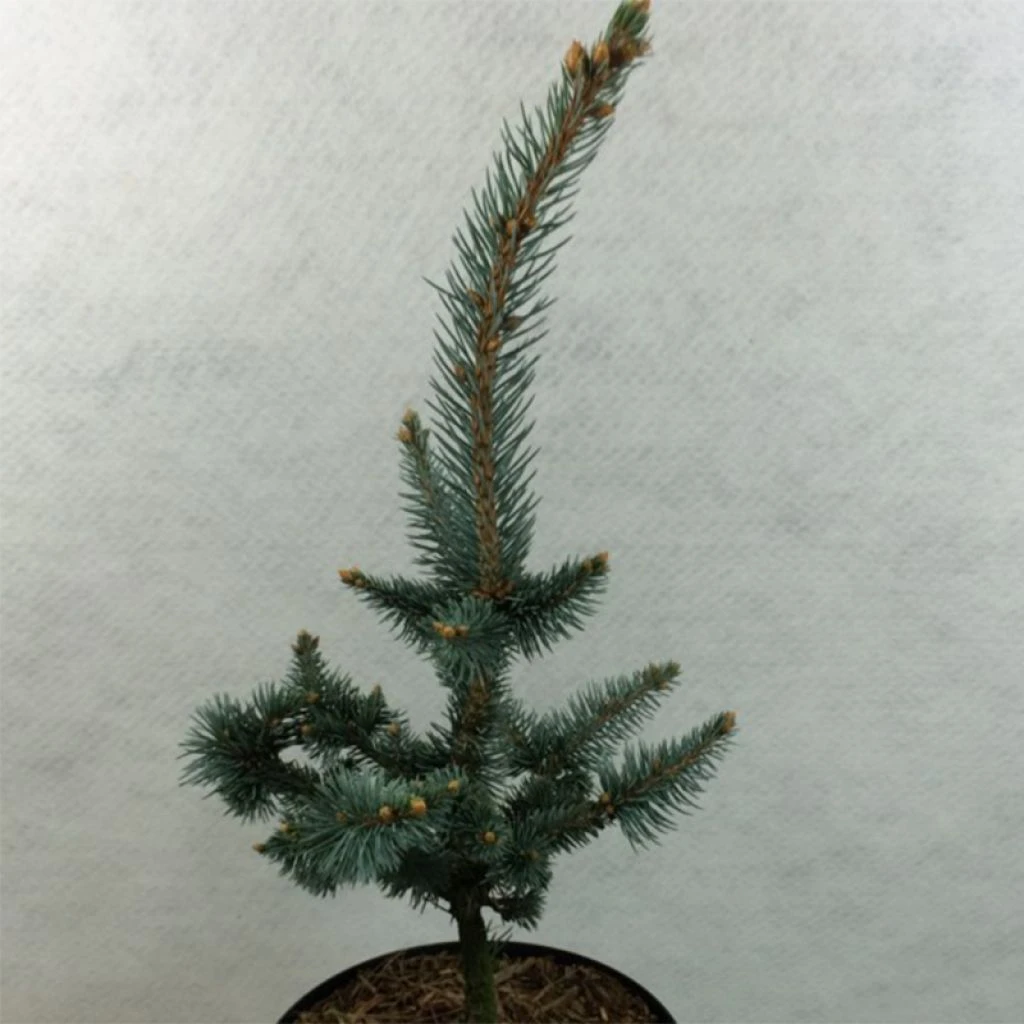 Picea Pungens Iseli Foxtail - Epicea Bleu 3 Picea Pungens Iseli Foxtail - Epicea Bleu