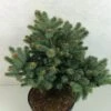 Epicea Bleu - Picea Pungens Thuem -MAO PLANTES Magasin Picea pungens Thuem 716002 1