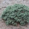 Epicea Bleu - Picea Pungens Waldbrunn -MAO PLANTES Magasin Picea pungens Waldbrunn 0717002 1