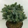 Epicea De Sitka - Picea Sitchensis Rom -MAO PLANTES Magasin Picea sitchensis Rom 719002 1