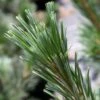 Pin - Pinus Flexilis Vanderwolf's Pyramid -MAO PLANTES Magasin Pin Pinus flexilis Vanderwolf s Pyramid IF 1007822 1